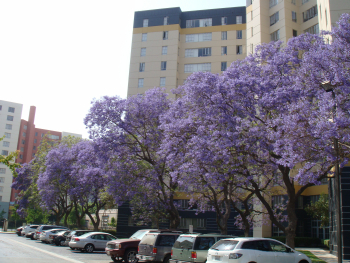 ロサンゼルス観光ブログ : LAに初夏の訪れを教えてくれるジャカランダの花