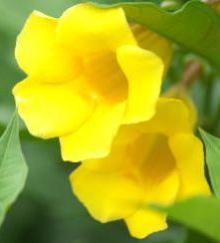 フィジー観光ブログ フィジー 南国花図鑑 アラマンダ