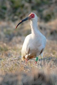 ハワイ観光ブログ 州鳥 Nene