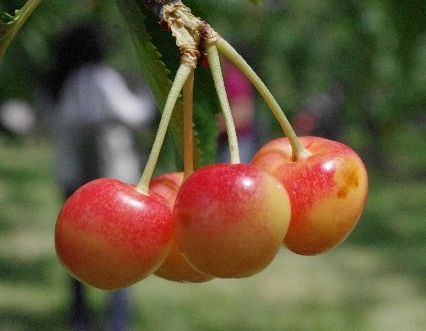 b*l様 アメリカンチェリー　8キロ アメリカンチェリー 約8kg 空輸 特大粒 9.5row 鮮度優先 日本向け濃い
