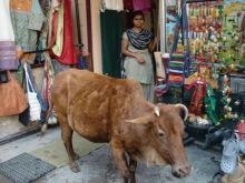 H.I.S.デリー支店（インド）