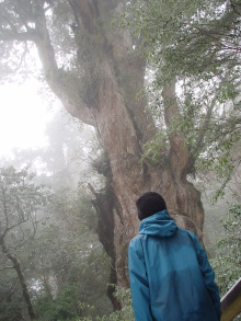 Green Traveler エコツアー旅ブログ 屋久杉で有名な屋久島は花粉症大丈夫