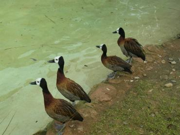 ロンドン観光ブログ : ロンドンの動物たちに会いに行こう！ZSL London Zoo