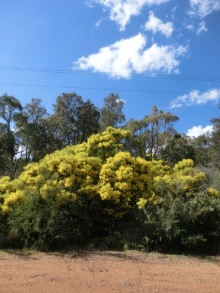 H.I.S.パース支店のブログ 　　　　　　　　　　　　　　   　　　　～スWAン通信～