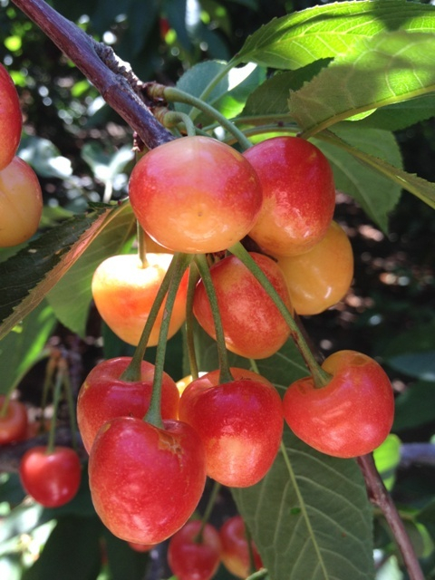 ロサンゼルス観光ブログ : 激甘！！レーニアチェリー狩り（Cherry U