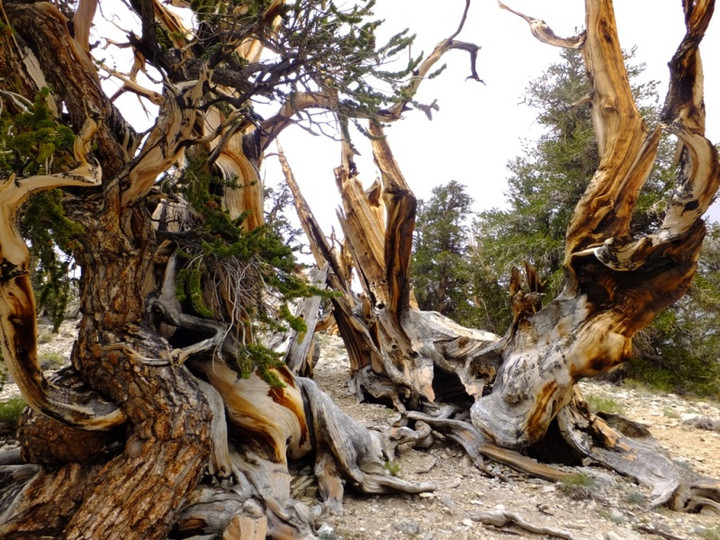 ロサンゼルス観光ブログ 世界最古の木 ブリストルコーンパイン を探しに 知られざる秘境の旅