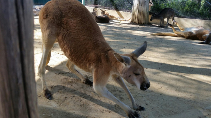 Kangaloo1