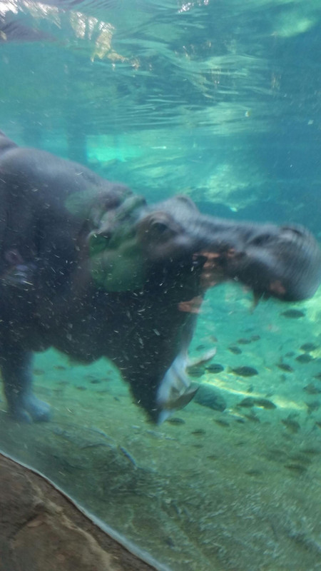 Koba2