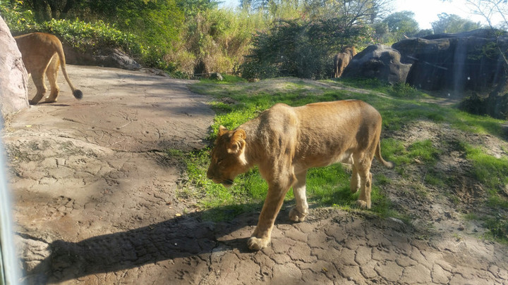 Lion