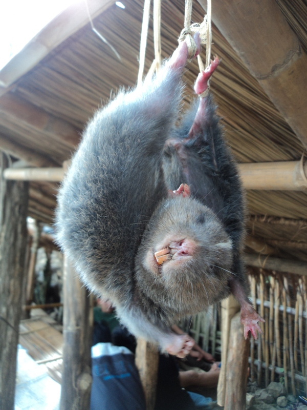 ラオス観光ブログ ルアンパバーンでモグラを食べる