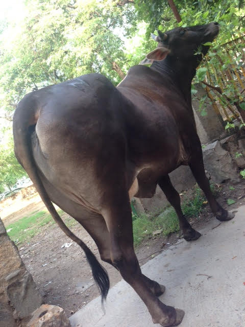 インド観光情報ブログ 牛 牛 街中にいるインドの神様