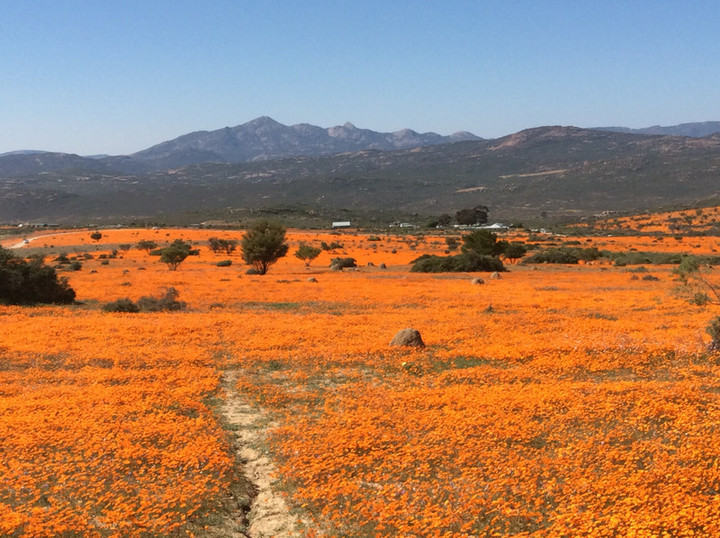 南アフリカ観光ブログ : 奇跡の花畑・ナマクワランドの最新の写真