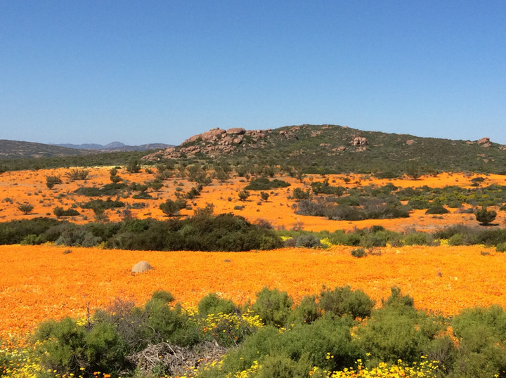 南アフリカ観光ブログ : 奇跡の花畑・ナマクワランドの最新の写真