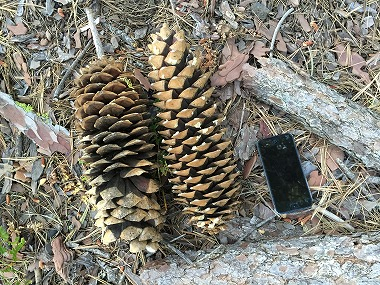 ロサンゼルス観光ブログ : 巨大樹の森 セコイア国立公園へ行ってきた