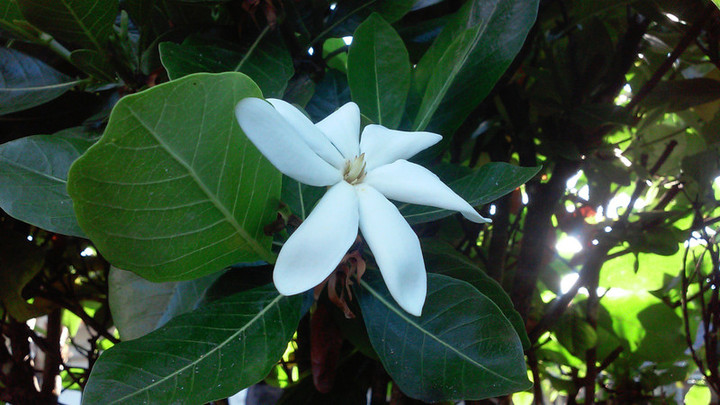 ハワイ島 マウイ島観光ブログ ハワイに咲く くちなしの花 ハワイ島