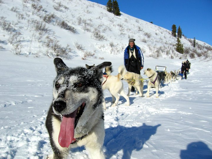 Dogsledding_4