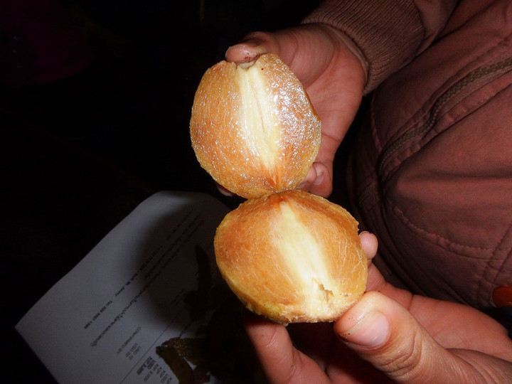 ラオス観光ブログ : 珍しいフルーツ『サポジラの実』