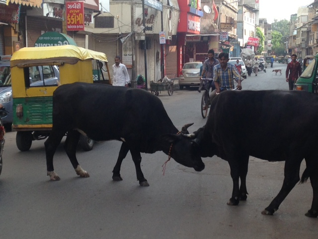 インド観光情報ブログ インディアン アニマルｓ 街中の動物達
