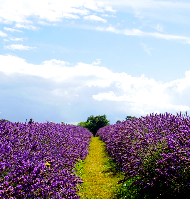 ロンドン観光ブログ : 夏の風物詩！一面のラベンダー畑 Mayfield Lavender