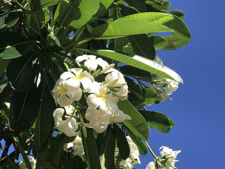 ハワイ観光ブログ 南国の花が満開のワイキキ