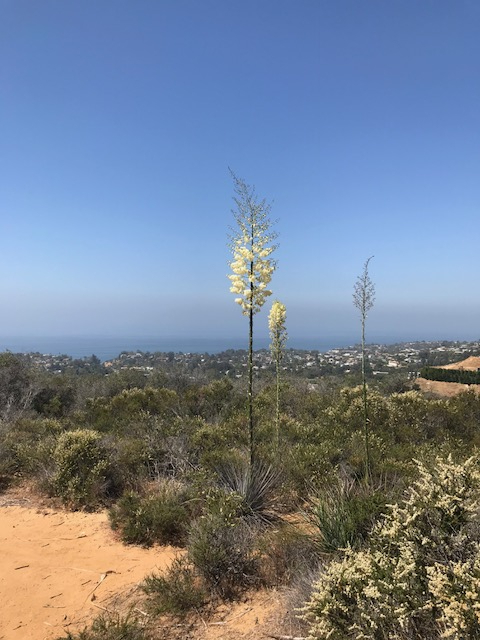 ロサンゼルス観光ブログ Temescal Canyon Trail