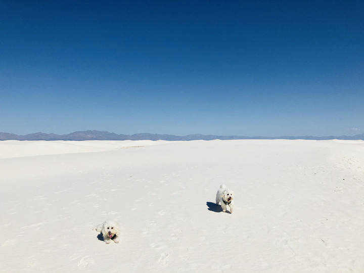 ロサンゼルス観光ブログ : 番外編<White Sands> ロサンゼルス観光ブログ : 番外編<White Sands>