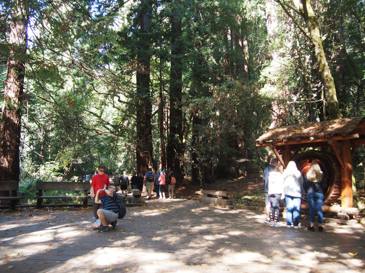 サンフランシスコ観光ブログ カリフォルニアの大自然で森林浴 ミュアウッズ国定公園
