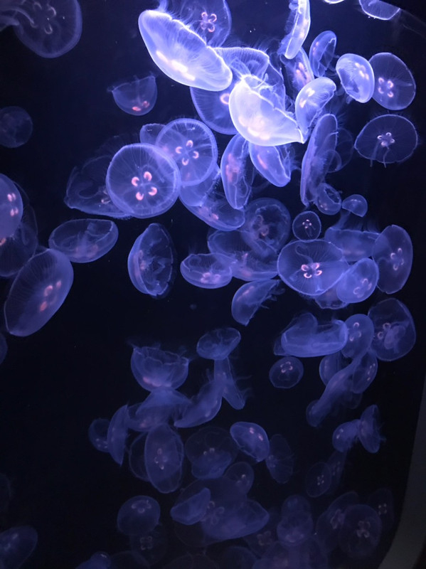 ロサンゼルス観光ブログ Aquarium Of The Pacific ロングビーチ水族館 ロサンゼルス観光ブログ Aquarium Of The Pacific ロングビーチ水族館
