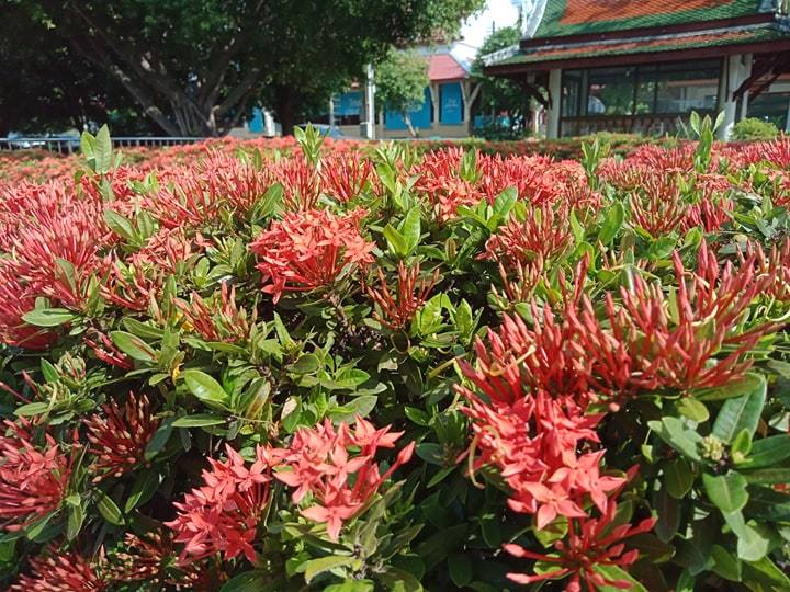 タイ観光ブログ ピサヌロークの美しい花 針の花