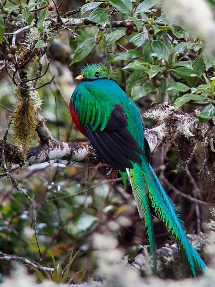 コスタリカ観光ブログ 世界一美しい鳥 ケツァール観察ベストシーズン