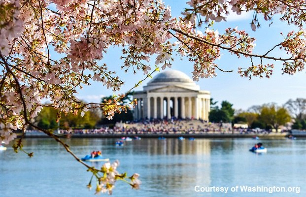 ニューヨーク観光ブログ ニューヨークから日帰りで春のワシントンd C に桜を見に行こう タイダルベイスンの桜並木