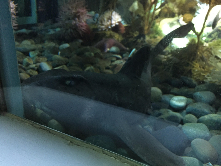 ドイツ観光ブログ サメ ベルリン動物園
