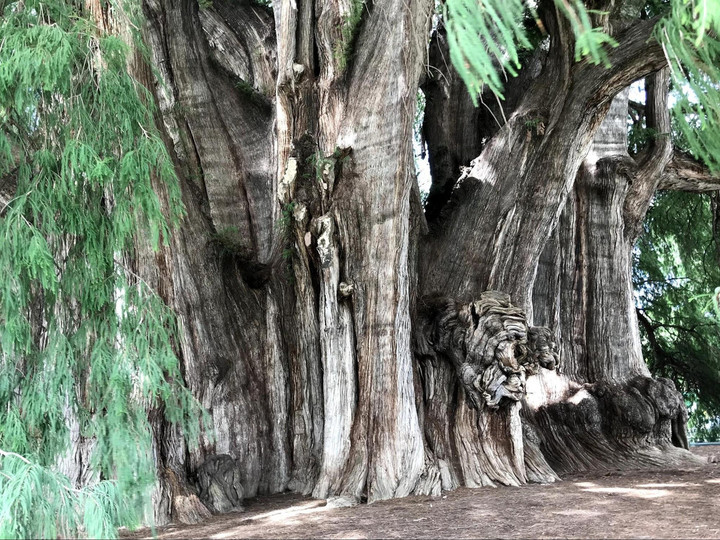 メキシコシティ観光ブログ オアハカ ミトラ遺跡とトゥーレの木