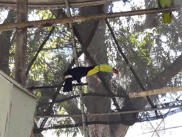カンクン観光ブログ : ラブリーな謎の鳥(⊙ө⊙)