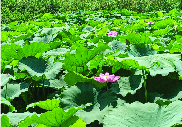 ベトナム観光ブログ ベトナムの国花 蓮の花 は今が見頃