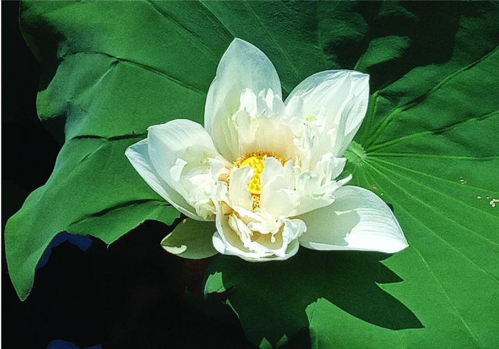 ベトナム観光ブログ ベトナムの国花 蓮の花 は今が見頃