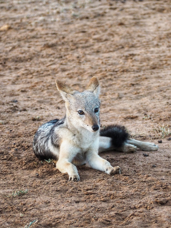 南アフリカ観光ブログ 私が南アフリカのサファリで出会った動物たち 南アフリカ観光ブログ 私が南アフリカのサファリで出会った動物たち