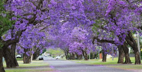 ブリスベン観光ブログ オーストラリアの桜 ジャカランダの季節です