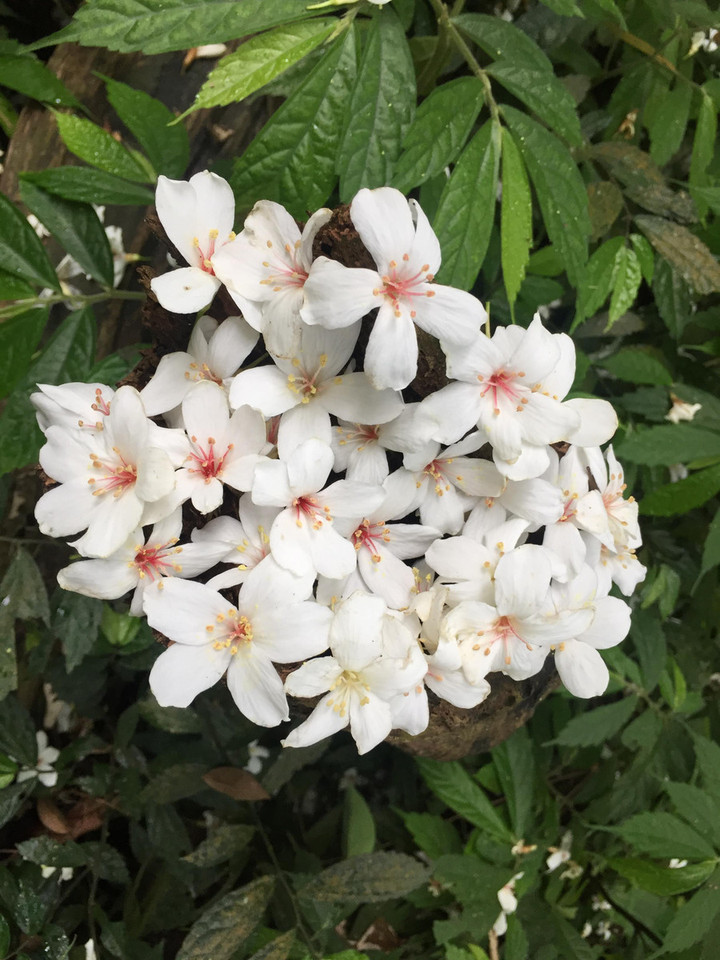 台湾観光ブログ : 登山をしながらお花見【土城油桐花公園】