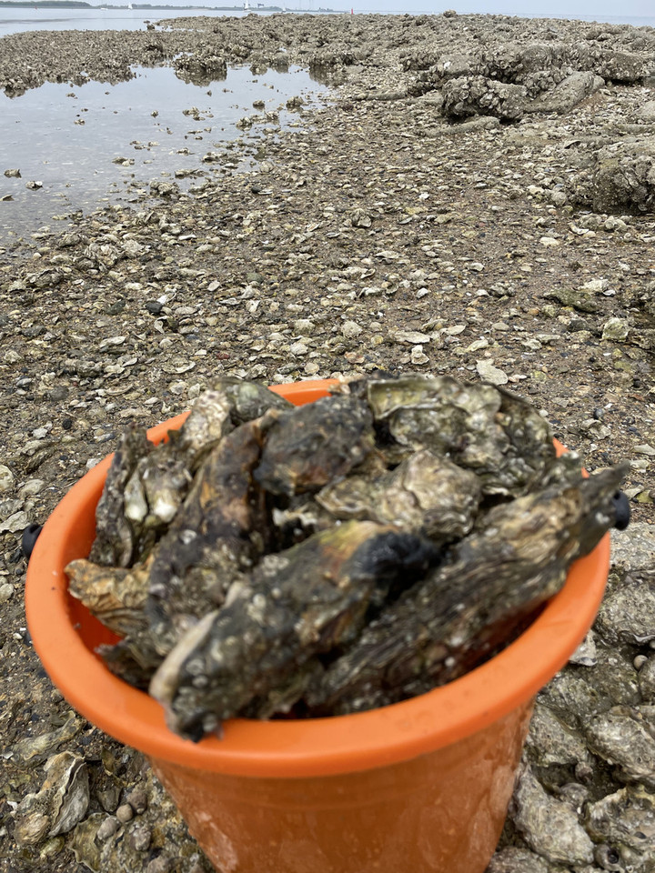 オランダ観光ブログ オランダで牡蠣狩り