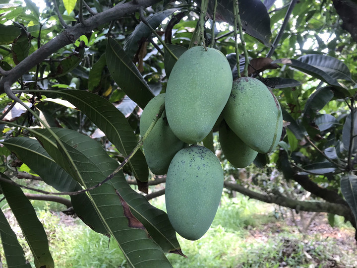 タイ観光ブログ : 【ピサヌローク発】マンゴー収穫体験