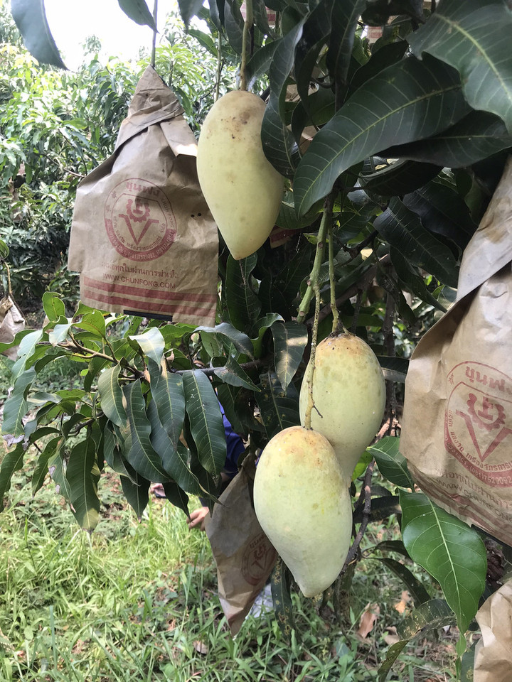 タイ観光ブログ : 【ピサヌローク発】マンゴー収穫体験