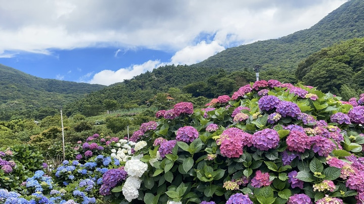 台湾観光ブログ : 【台北陽明山】紫陽花の季節になりました
