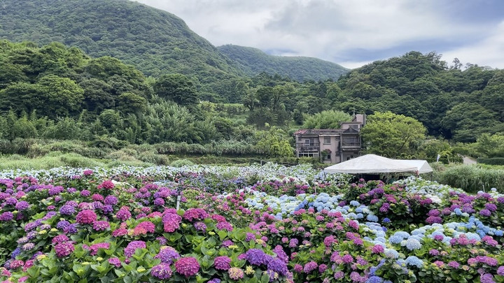台湾観光ブログ : 【台北陽明山】紫陽花の季節になりました
