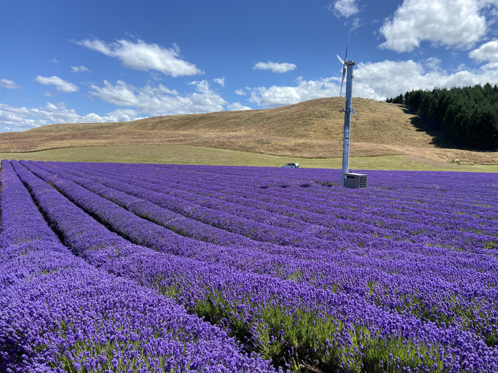 ニュージーランド観光ブログ : ラベンダーファーム