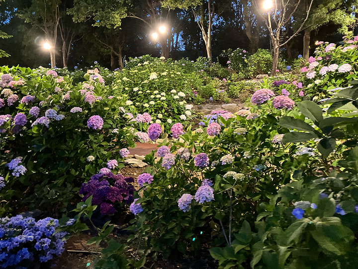 あじさいロード