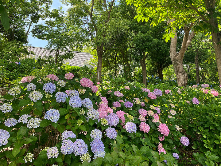 あじさいロード