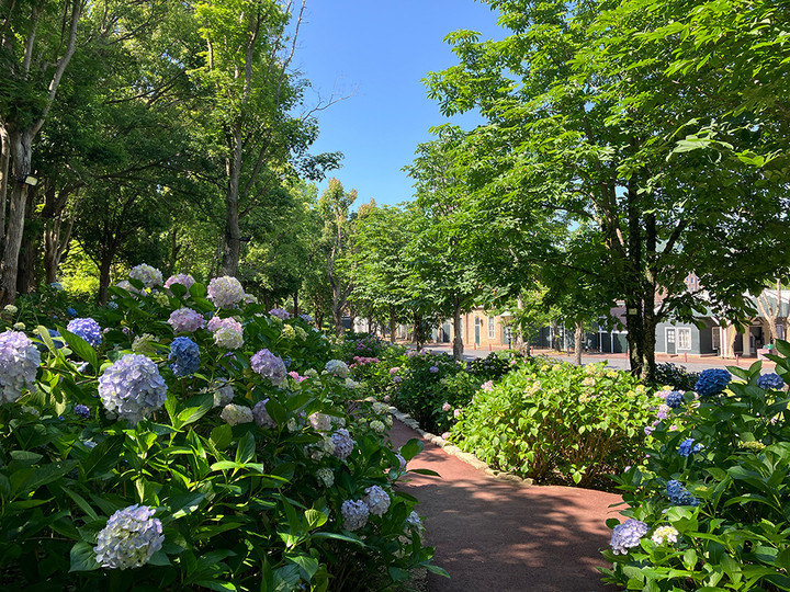 あじさいロード