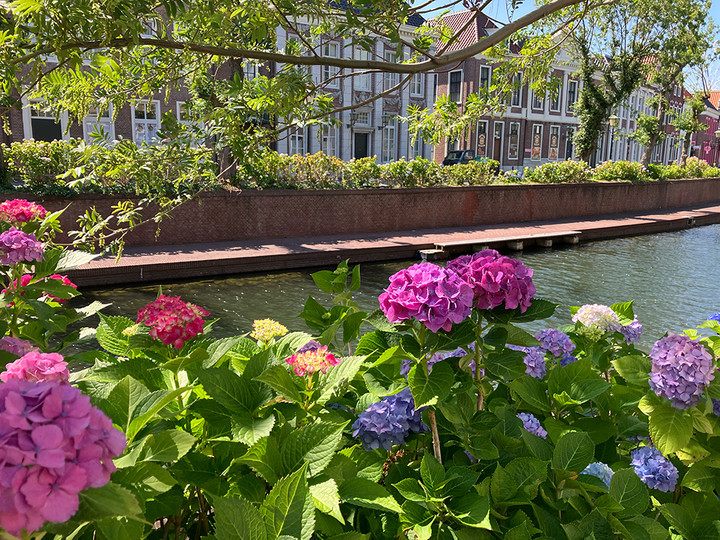 あじさいの運河