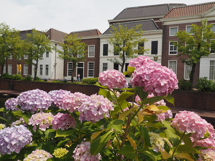 あじさいの運河